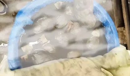 Kaçak yollarla ülkeye sokulmak istendi: Binlerce sülük ele geçirildi!