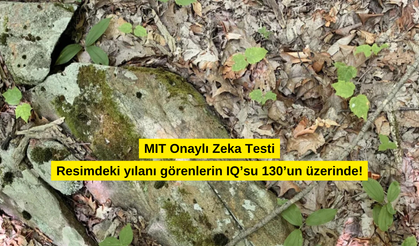 Resimdeki yılanı görenlerin IQ’su 130’un üzerinde! Sen kaç saniyede görebileceksin?