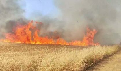 Buğday tarlasında korkutan yangın: Ekipler alevlerle mücadele ediyor