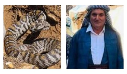 Yürek yakan olay: Eski muhtar yılan ısırması sonucu hayatını kaybetti!
