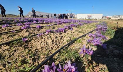 Afyonkarahisar’da tıbbi amaçlı safran hasadı gerçekleştirildi