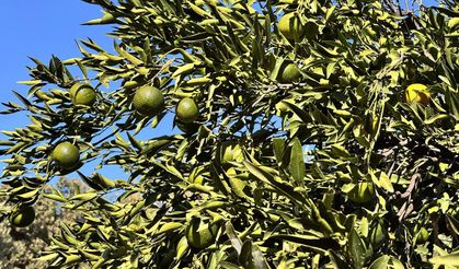 Bodrum mandalinasında rekolte beklentisi yüksek