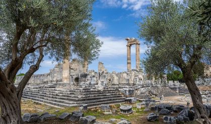 Didim'de zeytin ağacına sahip çıkılıyor