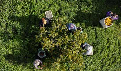 İzmir’de satsuma mandalinada verim rekoru