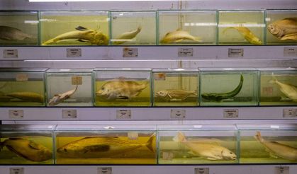 Türkiye denizlerinde tehlike: Balık türleri hızla azalıyor