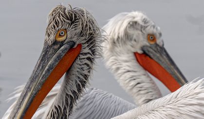 İzmir Körfezi'nin misafirleri: Tepeli pelikanlar