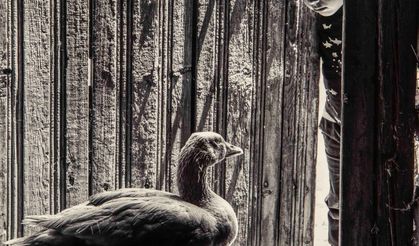 'Kazların Senfonisi' sergisi Ahmed Adnan Saygun Sanat Merkezi’nde