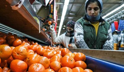 Narenciye ihracatında 2025 rekoru