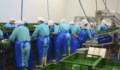 Su ürünleri ihracatında rekorun adresi Ege