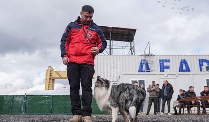 AFAD’dan ev köpeklerine arama kurtarma eğitimi