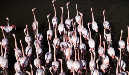 Büyük Menderes Deltası yaban hayatına nefes oluyor