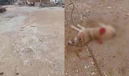 Kan donduran olay! Köpeği öldüren şüpheli gözaltında