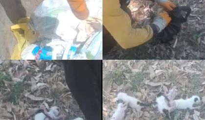 Çöp konteynerinden gelen sesler faciayı önledi! Poşete bağlanıp atılan 5 yavru kedi kurtarıldı
