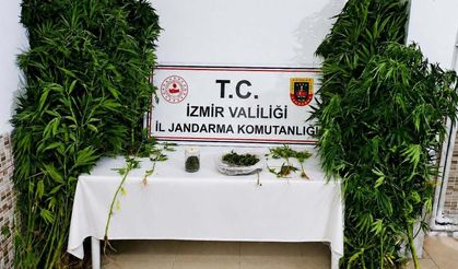 İzmir Ödemiş’te bahçede hint keneviri ve esrar ele geçirili: Şüpheli tutuklandı