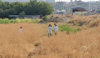 Tarladan gelen kötü koku ihbarıyla ortaya çıktı: 4-5 günlük c*set bulundu
