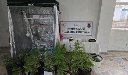 Bir evdeki özel bölmede 51 kenevir bitkisi bulundu: 1 tutuklama