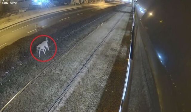 Kayseri'de kan donduran olay: Köpek tramvay raylarına zincirlenmiş halde bulundu!