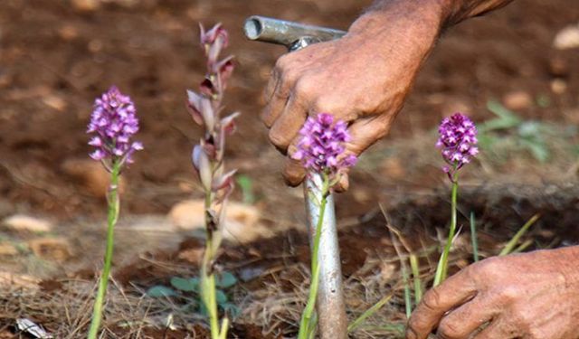 500 metrelik bahçesine ekti, 250 bin lira kazandı... Kilosu 500 liradan satılıyor