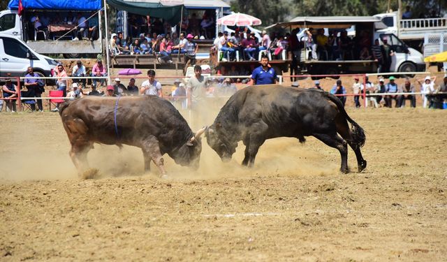 Atça Arenası'nda nefesler tutulacak: Boğa Güreşleri 11 Mayıs'ta başlıyor