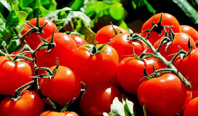 Domatesler için bakteri alarmı verildi, raflardan toplatılıyor