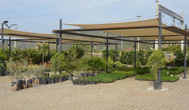 Efes Tarlası'nda doğal fide üretimi hız kesmiyor