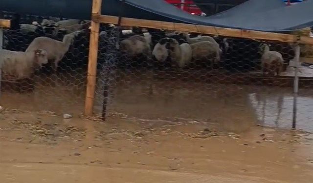 Sağanak yağış  İzmir'de Kurban Pazarı’nı vurdu: Esnaftan belediyeye tepki yağdı