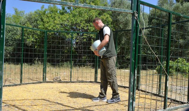 Yaban domuzlarına karşı teknolojik mücadele