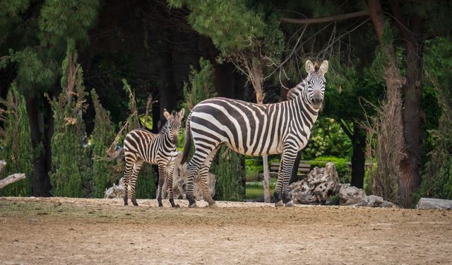 İzmir Doğal Yaşam Parkı bayramda ziyarete açık olacak