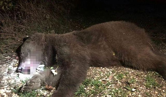Ayı saldırısı can aldı: 22 yaşındaki genç hayatını kaybetti