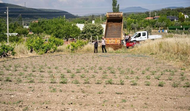 Bornova'da kurbanlık hayvanların atıkları, doğal gübreye dönüşüyor