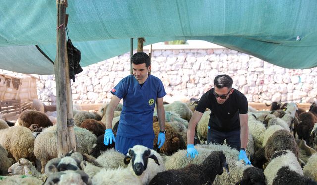 Buca'da kurban denetimi sıkılaşıyor: Halk sağlığı için ekipler sahada