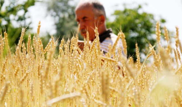 ‘Üretim azalır ekmek zamlanır’