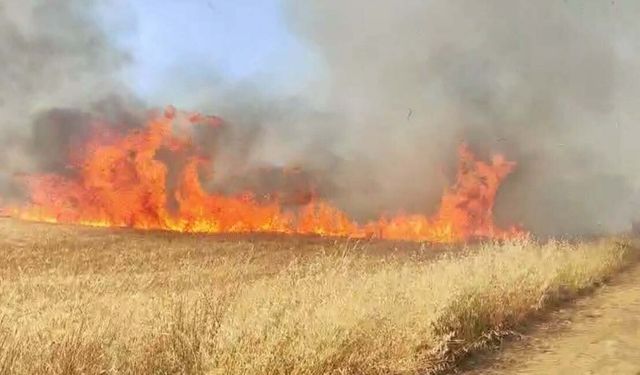 Buğday tarlasında korkutan yangın: Ekipler alevlerle mücadele ediyor