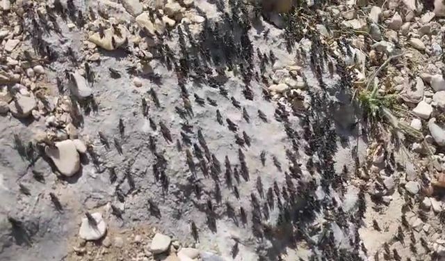 Çekirge sürülerinin yayla istilası paniğe yol açtı: Doğal denge tehlikede!