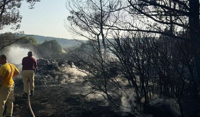 İzmir'de mangal yakarken orman yangınına neden olan kişi tutuklandı