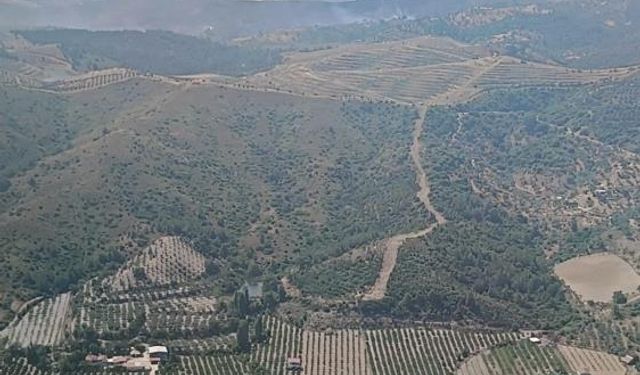 İzmir'de orman yangını korkuttu: Hızlı müdahale felaketi önledi!