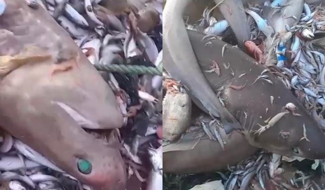 Yine köpekbalığı paniği: Bu kez 8 tane ağlara takıldı!