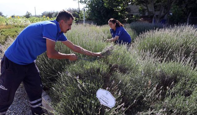 Aromatik bitkiler ekonomiye can veriyor