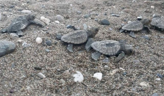 Caretta yavruları güvenle denize ulaştı