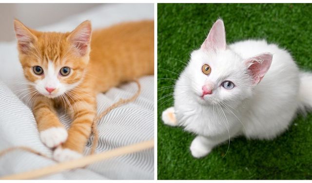 Çipli kedi kaybolursa ne olur? Kayıp kediler mikroçip ile nasıl bulunur?