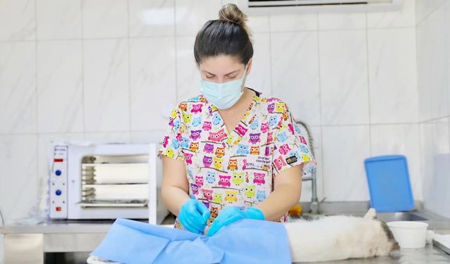 Didim Belediyesi'nden can dostlar için ücretsiz kısırlaştırma hizmeti