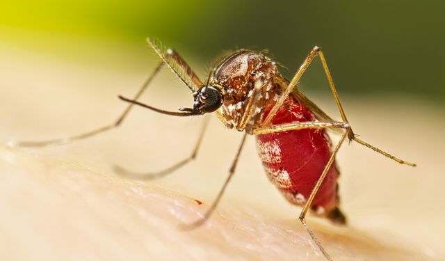 DSÖ'den "salgın" uyarısı! Chikungunya virüsü nedir?