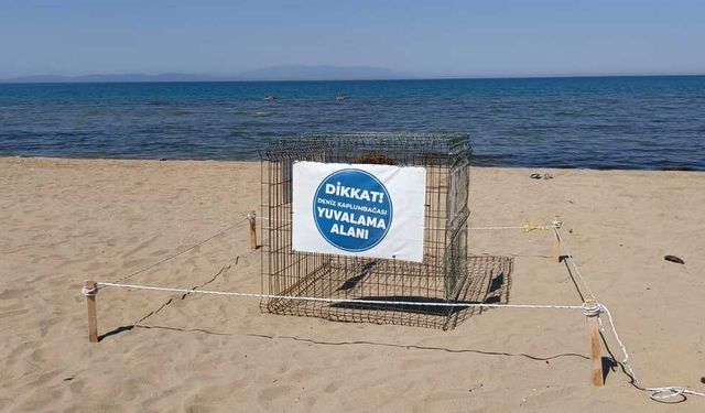 Pamucak Sahili'ne gelen Caretta Caretta, 57 yumurta bıraktı