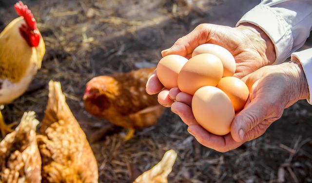 Sofralık yumurta ihracatında DFİF kesintisi kaldırıldı