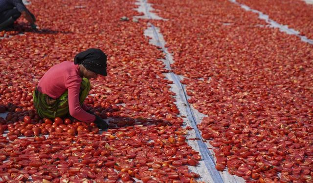 Torbalı'nın kuru domatesi dünya pazarında