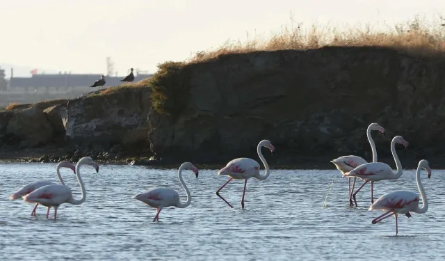 Gediz Deltası’nda 650 yavru flamingo halkalandı