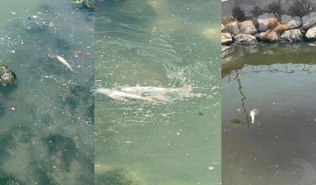 İzmir Körfezi’nde kötü koku yeniden etkili oldu