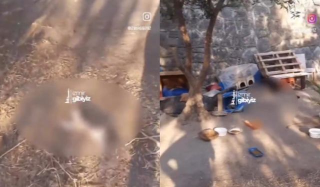 İzmir’de 10 yavru kedi kimliği belirsiz kişi ya da kişiler tarafından katledildi
