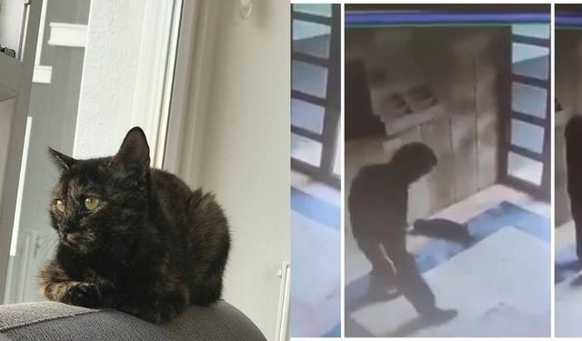 Kediyi işkence ederek öldüren Burak Alan kimdir, tutuklandı mı?