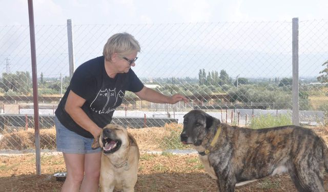 Yangından kurtulan patilere Ödemiş’te yeni bir hayat
